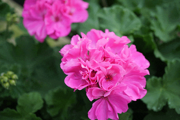 نگهداری گل شمعدانی در آپارتمان